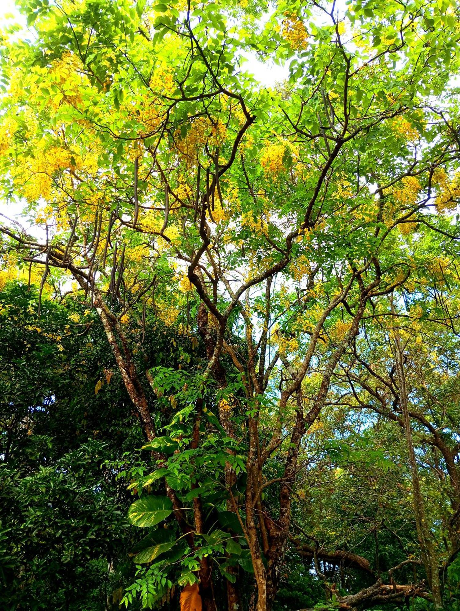 Holly Flowers Villa Sigiriya Exterior photo